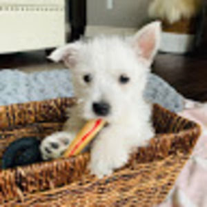 Meet your Posher, Lila